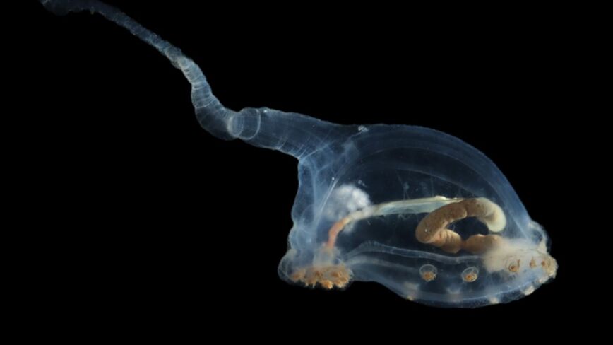 透明海参惊现太平洋深海 多种神秘生物被发现