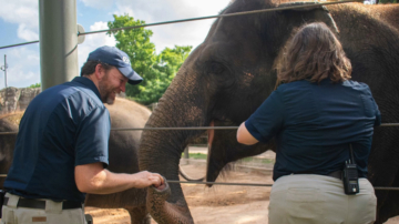 休斯顿动物园大象首次接种mRNA疫苗