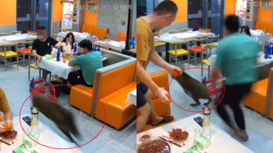 南京野猪蹿进餐馆 “人猪大战”画面曝光（视频）